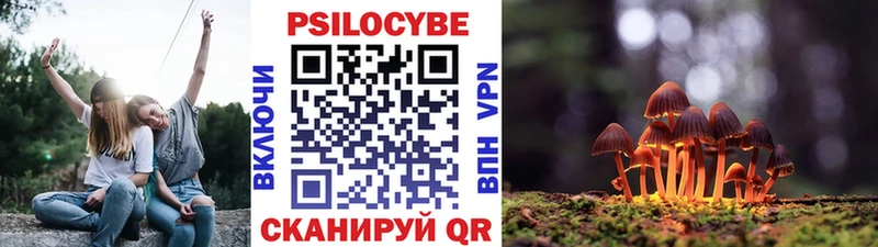 где купить   Вышний Волочёк  Псилоцибиновые грибы Psilocybe 